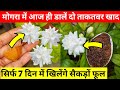 MOGRA plant care/Best homemade fertilizer for mogra/#mogra #mograplantcare #मोगरा #gardening.