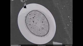 3D Array Tomography of Penium using SEM