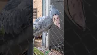 ハシビロコウの鳴き声とクラッタリング　ハトゥーウェ　上野動物園