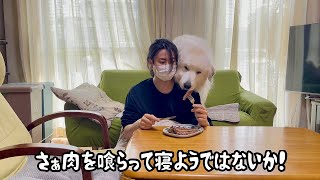 休日をこの世で最も怠惰に過ごす超大型犬と190cm巨人【もはや天国編】