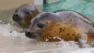 神戸須磨海浜水族園でアザラシ新プールにお引っ越し