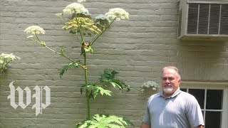 Plant found in Virginia has sap that burns and blinds