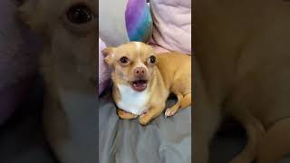 it looks like she made the noise when she yawned 😭😭 elfitup chihuahuas chihuahuasoftiktok dog