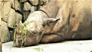 20221122 上野動物園　ヒガシクロサイ　角に青草を乗せてウトウトしているアルゴちゃん　落ち葉を食べるマロ君