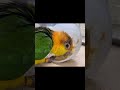 【シロハラインコ】挿し餌中毒　 shorts シロハラインコ caique