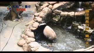 20150816 Live 圓仔玩水，小金魚兒可愛陪伴在旁