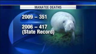 Feds Looking At Manatee Habitat Protection