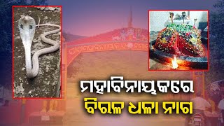 ଯାଜପୁର ପ୍ରସିଦ୍ଧ ମହାବିନାୟକ ପୀଠରେ ସମସ୍ତଙ୍କୁ ଆଶ୍ଚର୍ଯ୍ୟ କରିଛି ଏହି ବିରଳ ଧଳା ନାଗ ସାପ ||Knews Odisha