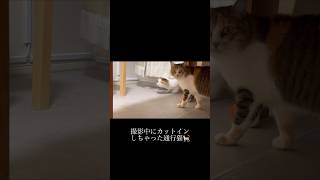 撮影中でしたか。な猫 #shorts #撮影