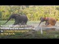 create a safer world for forest elephants world elephant day