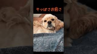 #アメコカ #アメリカンコッカースパニエル #へーそうなんだ＃マムchannel＃バフ#いぬのいる生活