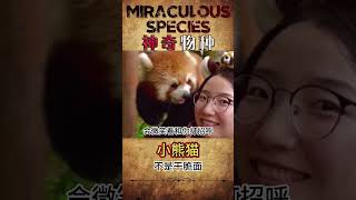 世界最可爱动物排行榜第13名——小熊猫 它竟然还会吐舌头，睡觉会用尾巴当枕头，天呐，它怎么可以这么可爱呢#神奇动物在抖音 #奇妙的动物 #萌宠出道计划 #动物的迷惑行为 #动物世界