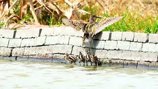 彩鷸公鳥帶寶寶 Greater Painted-snipe