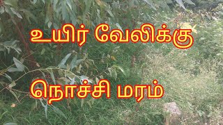 nochi   நொச்சி  உயிர் வேலி