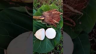 Sprouted Coconut Sponge | தேங்காய் பூ | Thengai Poo #shorts #shortsvideo #coconut #thengaipoo