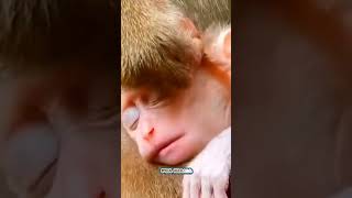 How will the sleep be good if the mother looks at the lice. Macaque. Baby monkey video.Monkey shorts