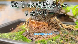 ニレケヤキの環状剥皮から約２ヶ月。取り木失敗しました