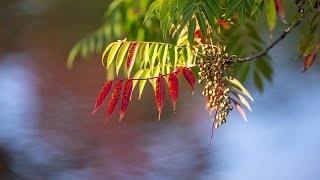 2019/11/12 万博記念公園   紅葉 【Osaka Expo Memorial Park Walk, Autumn leaves season, November 12, 2019】