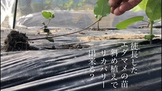 家庭菜園　エダマメの苗　徒長　　徒長した苗は斜め植えでリカバリー出来る？　　　　　　　　　　　　　深植えと斜め植えを観察