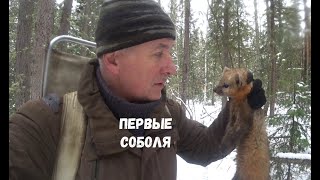 ПЕРВЫЕ СОБОЛЯ СЕЗОНА