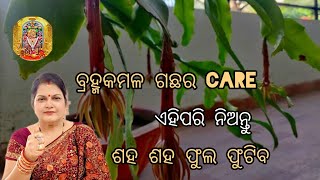 ବ୍ରହ୍ମକମଳ ଗଛର care ଏହିପରି ନିଅନ୍ତୁ //ଶହ ଶହ ଫୁଲ ଫୁଟିବ #Brahma kamal plant care