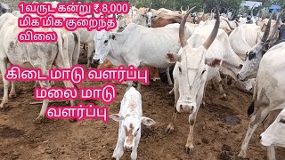 கிடை மாடு வளர்ப்பு | மலை மாடு வளர்ப்பு | கன்று விலை ₹8,000| கால்நடை தோழன் | tamilnadu nattumaduvalar