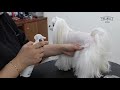 강아지 엉킨털 풀기 u0026 빗질 방법 korean style grooming maltese