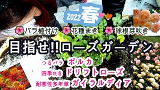 【2022春】【ガーデニング】バラとガイラルディアの移植/花種を撒く/球根の芽吹き