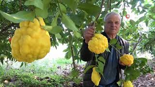 Mersinli üreticiden devasa bergamot