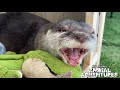 do otters make good pets