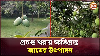 প্রচণ্ড খরায় ক্ষতিগ্রস্ত আমের উৎপাদন | Mango | Channel 24