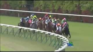 京都新聞杯2013回顧と2014予想　キズナ優勝