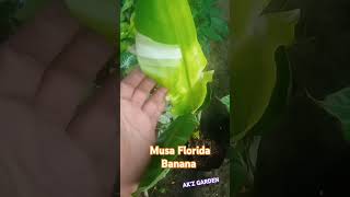 Musa Florida Banana #leo #remix #arrahman #anirudh #plantforsale #plants #banana #fruitplant #exotic