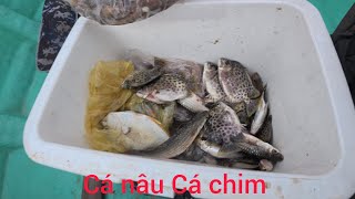 Chưa đúng nước nhưng cũng được nhiều cá