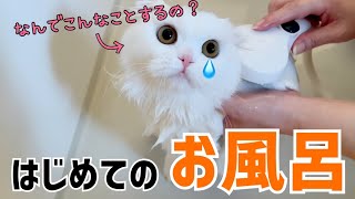 はじめてのお風呂で大暴れしちゃった子ねこ。【スコティッシュフォールド】