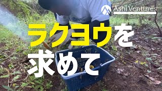 【北海道 芦別市】ラクヨウを求めて【キノコ狩り】