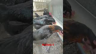 ayam kuntara 4, dwiguna #rural #ayamkampung