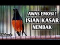 MURAI BATU GACOR FULL ISIAN KASAR DAN TAJAM AMPUH MENAIKKAN EMOSI MURAI BATU, BLEDEXX Jr