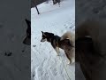 highlight 0 00 0 25 from 🤩skiing alaskan malamute dog moose⛷️ live husky sports sport dog