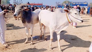 Maweshi Mandi Dera ghazi khan Top quality Dajli Bachra or Qurbani 2025 ka janwar | 16 January 2025 |