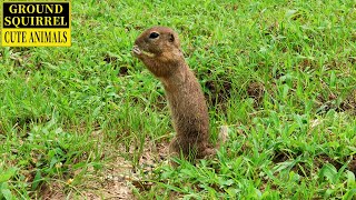 ground squirrel video