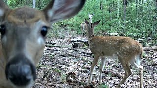 September Trail Cam Videos