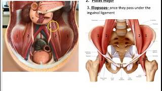 Muscle that move the hip (action at Hip joint)