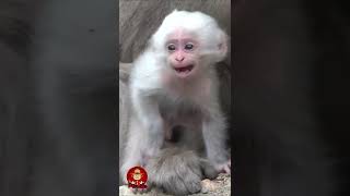 The Cutest Snow Monkey In The World