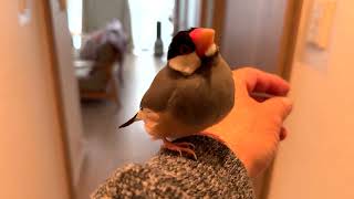 2025.01.12私の後を何度も追う文鳥とキンカチョウ姉妹 The Java sparrow and the zebra finch sisters who keep following me