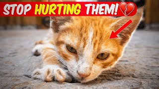 STOP These 16 Everyday Mistakes to not Hurt Your Cat