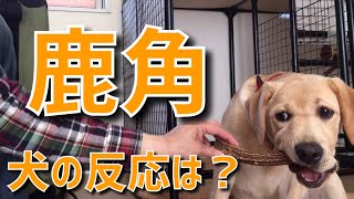 鹿角をもらったラブラドール子犬の嬉しそうな様子【ラブラドールリリー】# 15 Labrador Retriever