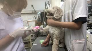 ④洋犬ミックスの健ちゃんの治療、包皮洗浄、光線照射療法、輸液、注射、静脈点滴開始、保湿ティーツリーオイルスプレー、ブラッシング他