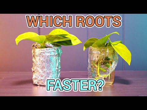 Do plant roots grow towards water?