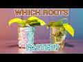 Do ROOTS Grow Better In The DARK? ( Techplant Propagation Experiment )